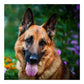 Diamond Painting - Partial Round - Dog A