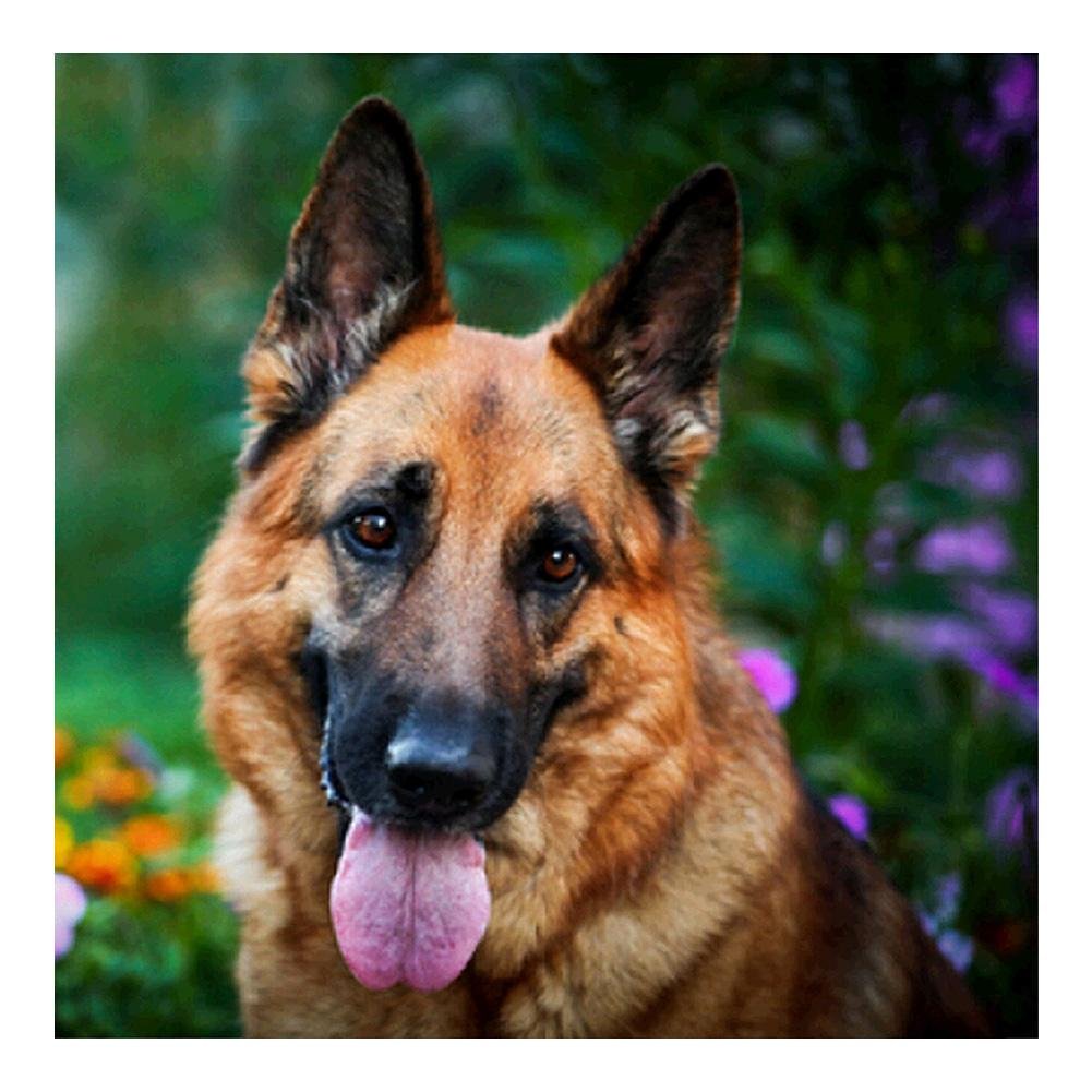 Diamond Painting - Partial Round - Dog A