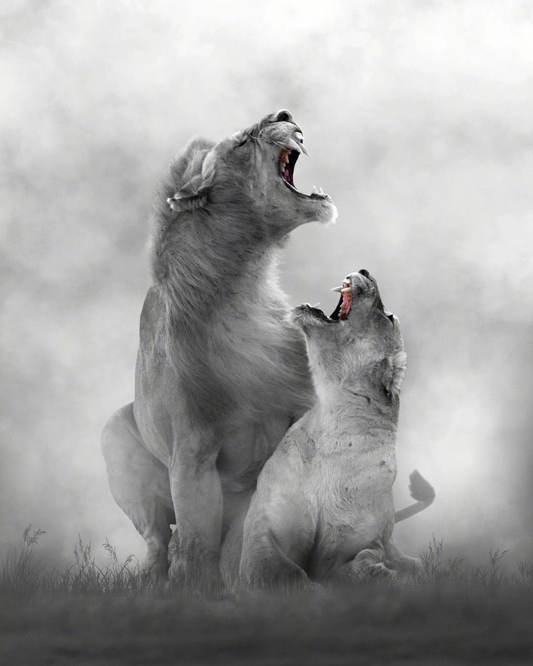 Full Round/Square Diamond Painting Kits | Lion 40x50cm 50x70cm