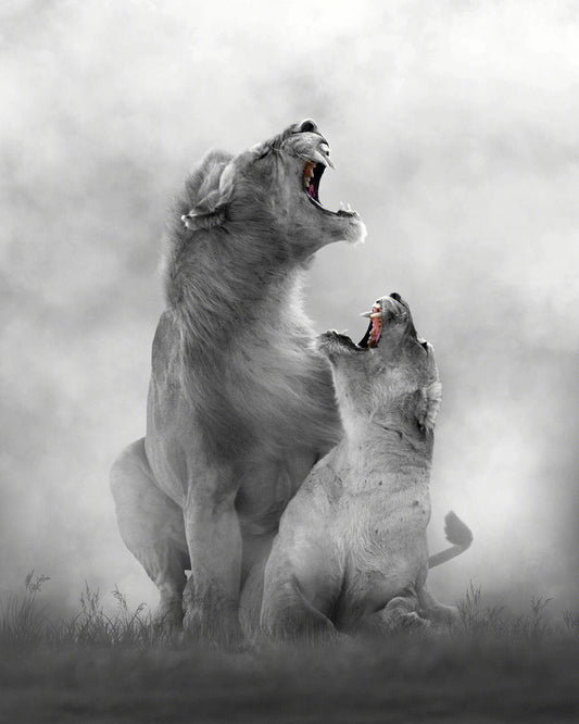 Full Round/Square Diamond Painting Kits | Lion 40x50cm 50x70cm