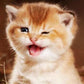 Diamond Painting Art Full Drill Smilling Cat