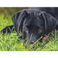 5D Diy Diamond Painting Kit Full Round Beads Dog