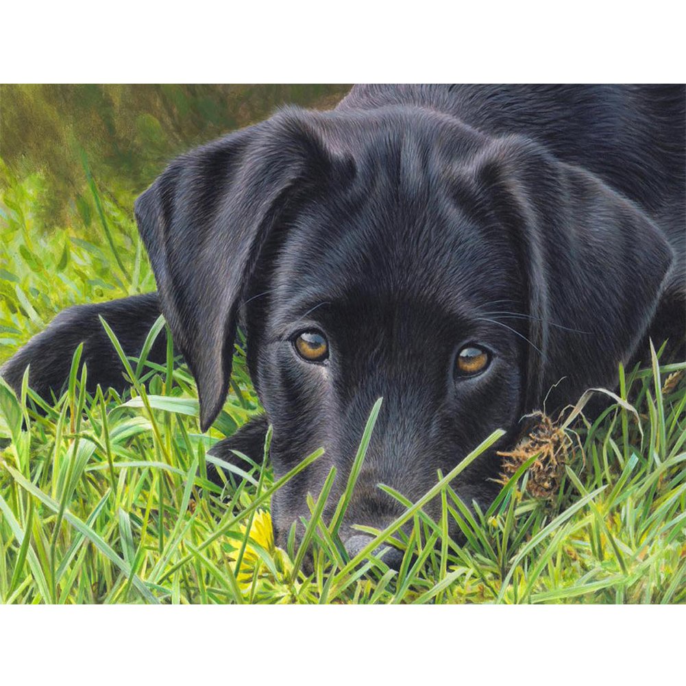 5D Diy Diamond Painting Kit Full Round Beads Dog