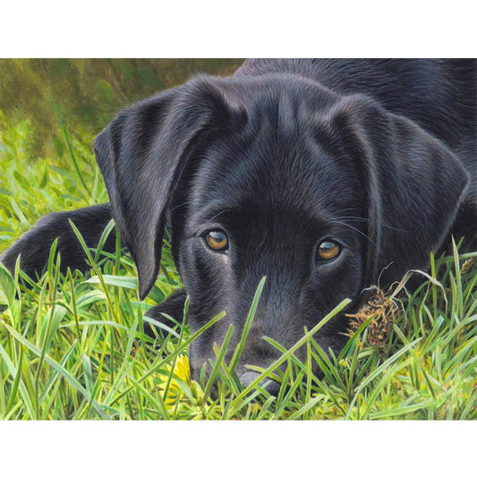 5D Diy Diamond Painting Kit Full Round Beads Dog