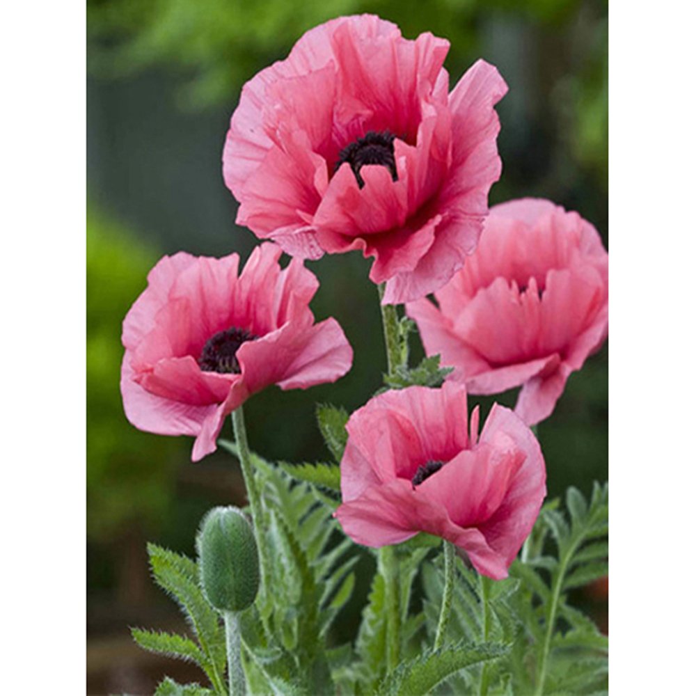 Diamond Paintings Art Full Drill Poppy Flower