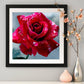 Diamond Painting - Full Round - Red Rose 1