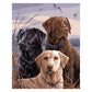 5D Diy Diamond Painting Kit Full Round Beads Dogs