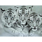 5D Diy Diamond Painting Kit Full Round Beads 3 Tigers