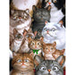 5D Diy Diamond Painting Kit Full Round Beads Cats Family