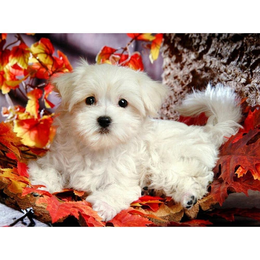5D Diy Diamond Painting Kit Full Round Beads White Dog