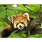 Animal on Tree Paint By Number Oil Painting Wall Picture Home Decor