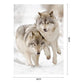 Paint By Number - Oil Painting - Wolf (40*50cm) E