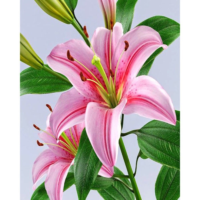 Special Flower 40x50cm Oil Paint By Numbers Picture DIY Painting