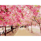 Painting By Numbers Kit DIY Tree Avenue Oil Art Picture Craft Home Wall Decor