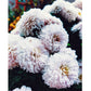 Flowers Canvas Acrylic Color Drawing Wall Art Living Room Home Decor