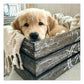 Diamond Painting - Full Round - Dog 3