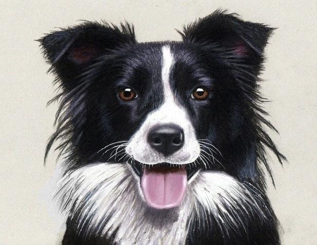 5D Diy Diamond Painting Kit Full Round Beads Dog