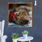 Diamond Painting - Full Round - Lovely Cat B