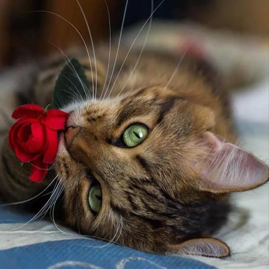 Diamond Painting - Full Round - Lovely Cat