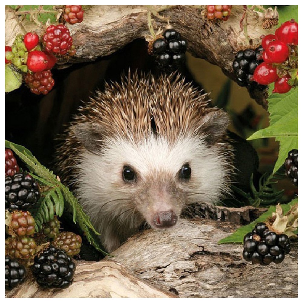 Diamond Painting - Full Round - Hedgehog A