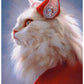 Full Round/Square Diamond Painting Kits | Cat 50x70cm 60x80cm H