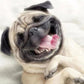 Diamond Painting artcraft tongue out dog