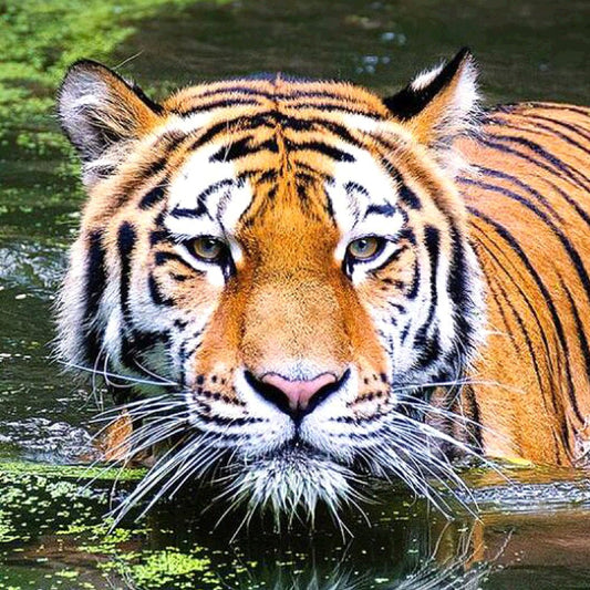 Diamond Painting - Full Round - Tiger D
