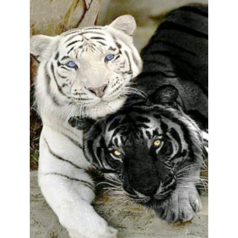 Tiger Diamond Mosaic Embroidery Kit 