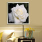 Diamond Painting - Partial Round - White Rose 1