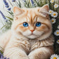 DIY Diamond Painting Kit - Full Round / Square - Kitten With Blue Eyes