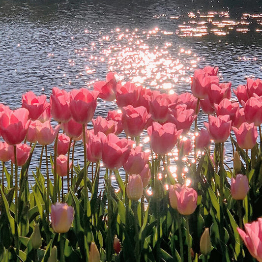 Diamond Painting - Full Round / Square - Pink Tulips