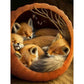 Diamond Painting - Full Round / Square - Sleeping Fox C