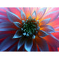 Diamond Painting - Full Round / Square - Fancy Succulent