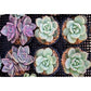 Diamond Painting - Full Round / Square - Succulent Plant