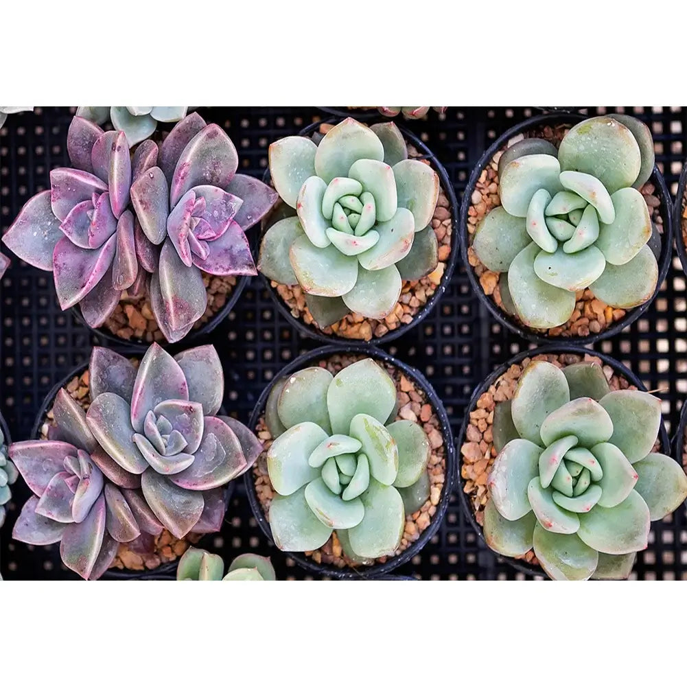 Diamond Painting - Full Round / Square - Succulent Plant