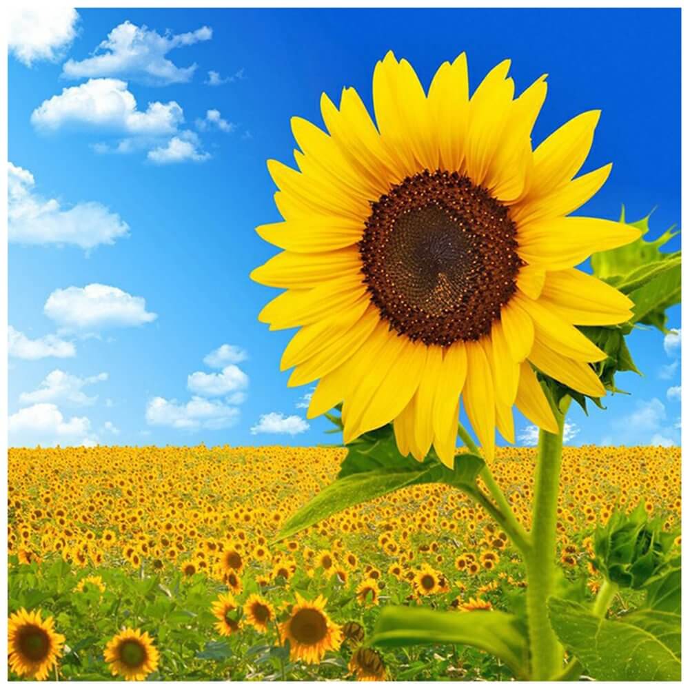 5D DIY Diamond Painting - Full Round / Square - Sunflower Field