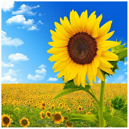 5D DIY Diamond Painting - Full Round / Square - Sunflower Field