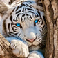 White Tiger On Branch Diamond Painting